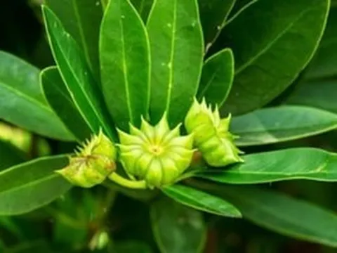 Loại hoa khô 'cực phẩm' giúp Việt Nam 'hái ra tiền': 3 tháng thu 11 triệu USD, quốc gia đông dân nhất thế cũng phải mê mẩn