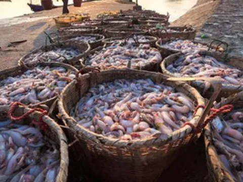 'Kho báu dưới nước' của Việt Nam tăng tốc đầu năm: Bỏ túi 1,71 tỷ USD, thị trường khó tính mở cửa