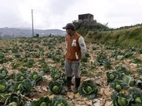 Nông dân ở quốc gia Đông Nam Á này bỏ mặc rau củ thối rữa trên đồng, nhìn túi tiền 'bốc hơi' theo giá dầu - Điều gì đang xảy ra?