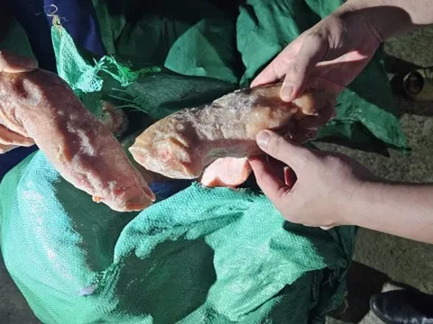 Phát hiện gần 1 tấn móng giò heo không rõ xuất xứ