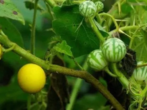 Từ quả dại ven rừng đến đặc sản 'gây nghiện': Loại quả đắng khó ăn này nay 'lên đời', giá có lúc 130.000 đồng/kg