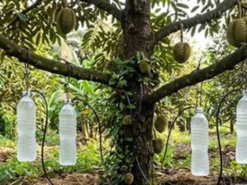 Dùng thứ treo lửng lơ để tưới, nông dân Đồng Tháp mới đã giải cứu vườn ‘cây tỷ đô’ qua mùa hạn nẻ đất: Nay ngược dòng lãi to