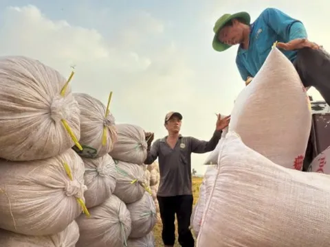 Philippines điều tra gạo nhập khẩu, doanh nghiệp Việt nói gì?