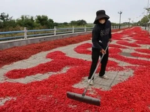 Lý do thứ quả năm trước được mệnh danh là 'vàng đỏ' thương lái săn lùng giá cao chót vót, năm nay bất ngờ quay đầu giảm sốc