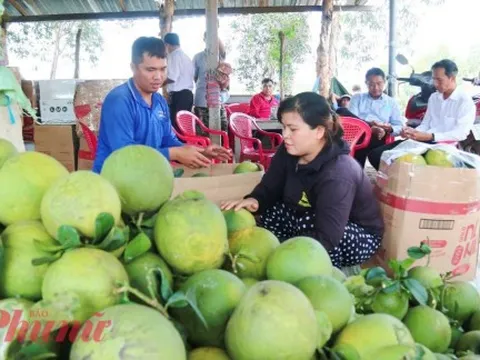 Australia mở cửa thị trường, bưởi Việt Nam sắp xuất khẩu lô đầu tiên