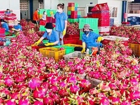 Hai 'đại gia' chi tiền mạnh khiến xuất khẩu thanh long Việt bật dậy đầu năm 2026, kim ngạch vượt 100 triệu USD