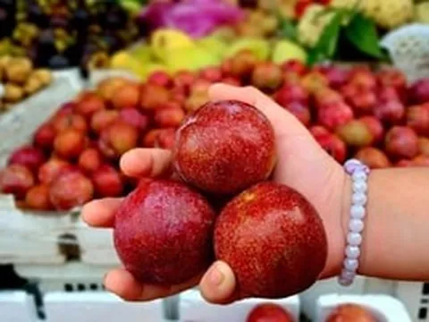 Loại quả đặc sản của tỉnh lớn nhất miền Bắc: Chính vụ giá rẻ như cho, đầu mùa leo thang 250.000 đồng/kg vẫn cháy hàng