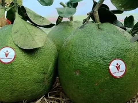 Lần đầu tiên, loại trái cây này của Việt Nam xuất chính ngạch sang thị trường Australia