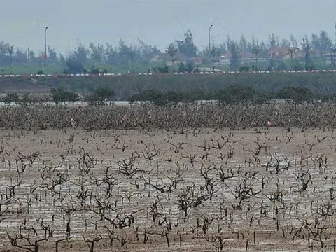 Rừng ngập mặn ở Hà Tĩnh chết bất thường: Đã có kết quả quan trắc môi trường nước