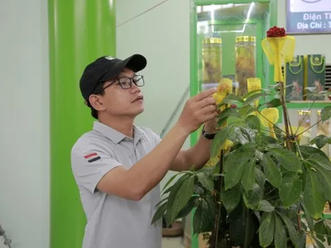 Đà Nẵng sẽ tổ chức chợ phiên sâm Ngọc Linh mỗi tháng một lần