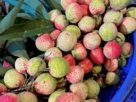 Không phải vải thiều hay u hồng, một loại vải mới của Hải Phòng đang rất được ưa chuộng, giá gần 100.000 đồng/kg