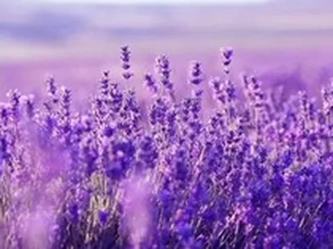 Một cổ phiếu bất động sản "bốc đầu" kịch trần sau khi báo lãi tăng bằng lần