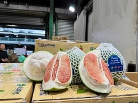 Một loại quả tươi của Việt Nam lần đầu tiên được xuất khẩu sang Úc, phải vượt qua bài kiểm tra 600 mẫu nghiêm ngặt
