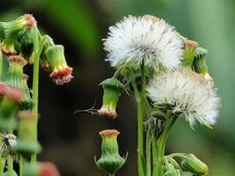 Ăn 1 mớ rau này như "nhân sâm của người nghèo", nghe tên thấy lạ nhưng ở quê mọc um tùm như cỏ