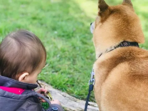 Trung bình người Việt chi từ 500.000 - 1 triệu đồng/1 tháng cho thú cưng