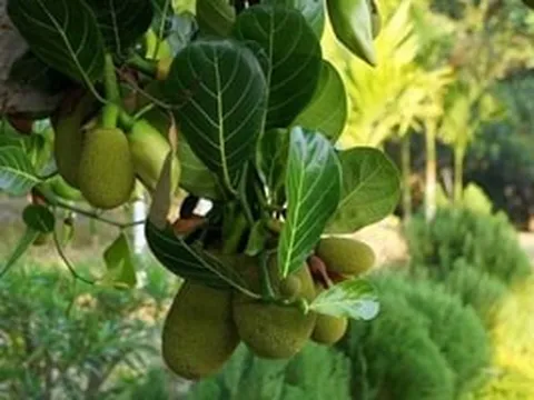 Cô gái Gen Z Lâm Đồng 'biến lá mít thành tiền' gây tò mò, tiết lộ nghề nhưng không phải ai cũng làm được