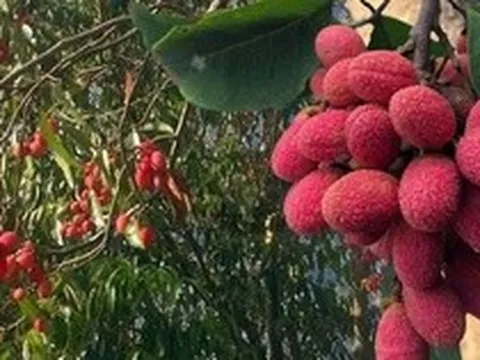 Thứ quả ‘chín đỏ rừng’ từng không ai hái: Nay bỗng thành đặc sản ‘nhà giàu’, giá 125.000 đồng/kg vẫn khó mua