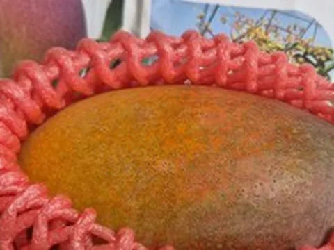 Trồng thành công giống xoài đắt đỏ nhất thế giới ngay tại TPHCM