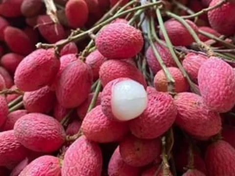 Loại quả 'bé tí' mọc hoang bỗng 'sốt': Giá có lúc hơn 100.000 đồng/kg, dân mạng săn lùng vì vị lạ gây nghiện