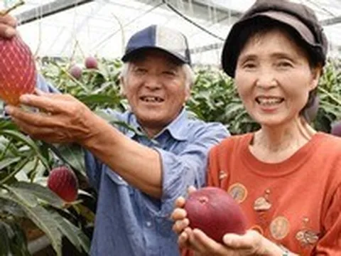 Loại quả được gọi là 'trứng của mặt trời' vừa được trồng thành công tại Việt Nam - có gì đặc biệt mà giá có thể lên tới 3.000 USD/cặp?