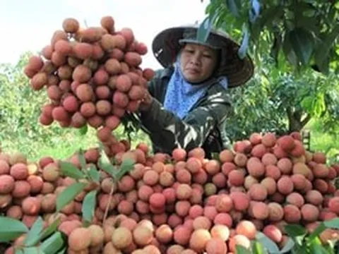 Nghịch lý mùa vải năm nay