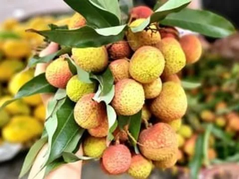 Vải đầu mùa giá 'leo thang' bất ngờ, người trồng tiết lộ lý do phía sau