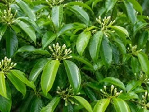 Ấn Độ mang tin vui tới hàng vạn hộ dân từ Tây Bắc đến Quảng Nam