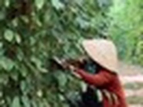 Cây thuốc quý của Việt Nam được Mỹ đánh giá cao, trả nhiều tiền mua về, hóa ra là “vàng mười” cho sức khỏe