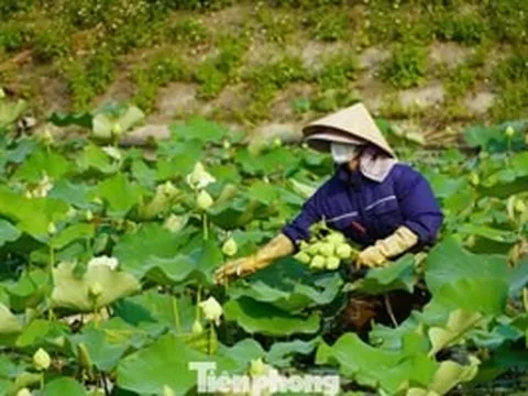 Nghề trồng sen ở quê Bác