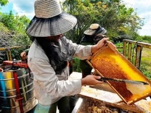 Lội ngược dòng kinh tế, quốc gia vùng Caribe thu về hàng chục triệu USD nhờ một loại sản vật tự nhiên được châu Âu săn đón