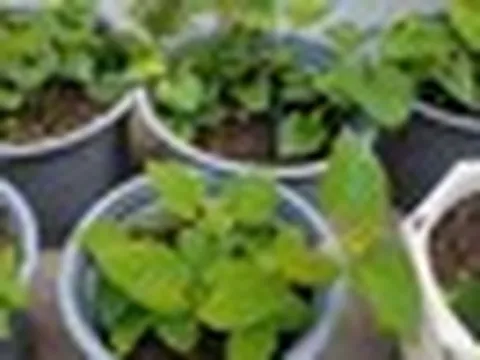 5 lý do vì sao nên trồng 1 chậu rau diếp cá trong nhà
