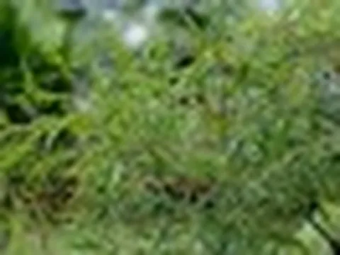 3 lý do bạn nên trồng một cây đinh lăng trong nhà