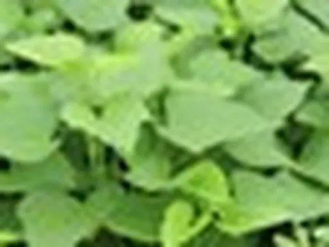 2 điều tuyệt đối nên tránh khi ăn rau lang