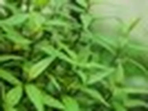 Lời khuyên dành cho các gia đình đang trồng rau răm