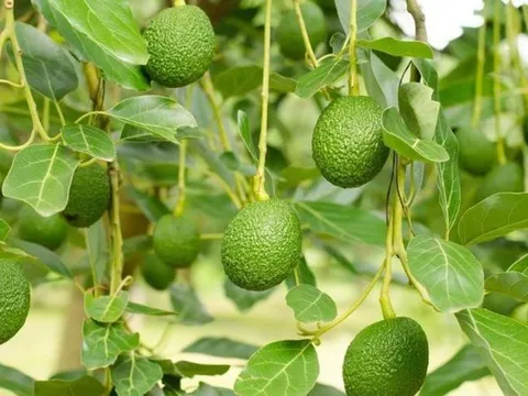 Loại quả quen thuộc cụ ông 125 tuổi ăn mỗi sáng, ở Việt Nam trồng bạt ngàn