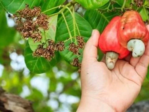 Mỗi ngày, Việt Nam chi khoảng 18 triệu USD để nhập khẩu loại hạt 'báu vật' này