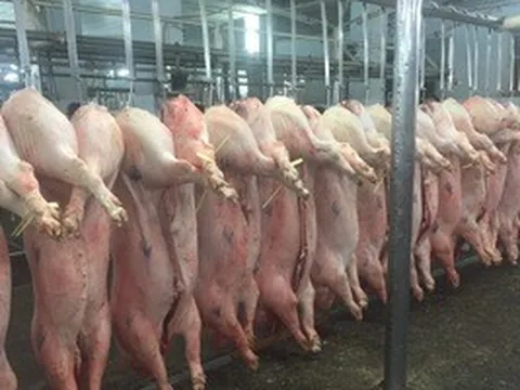 Giá heo hơi hôm nay, 17-5: Chợ đầu mối giảm đáng kể