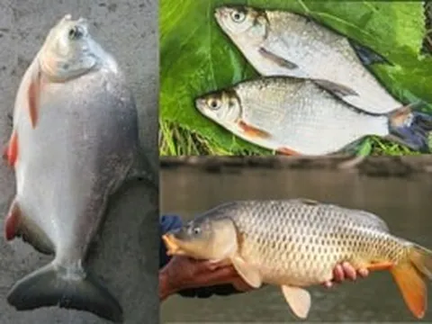 Không cần vung tiền cho bào ngư hay tổ yến, sạp hàng chợ nào cũng có đang cất giấu những liều thuốc tự nhiên với giá rẻ giật mình