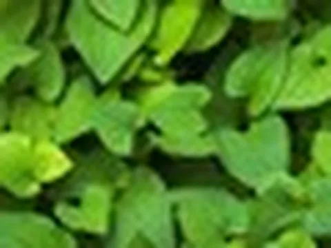 Lời khuyên dành cho những gia đình đang trồng rau diếp cá