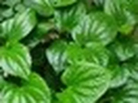 4 lý do nên trồng lá lốt trong nhà