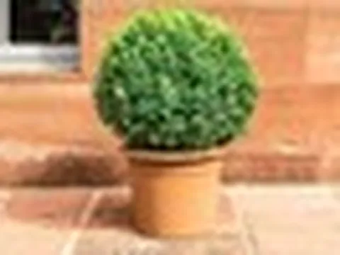 3 lý do nên trồng cây hoàng dương trước cửa nhà