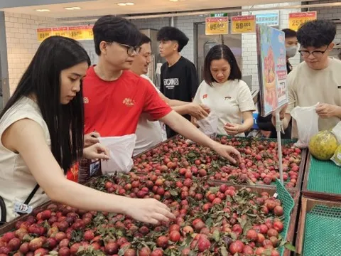 Siêu thị giảm giá mận hậu Sơn La còn gần 21.000 đồng/kg