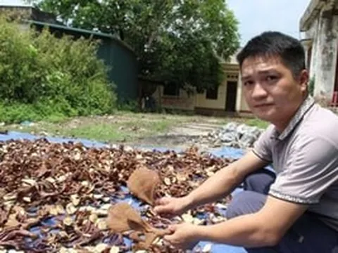 Nông dân Lạng Sơn trồng thử loại ‘cây vàng’, nay bán tới 700.000 đồng/1kg, cuộc sống ‘lên đời’ từ đây