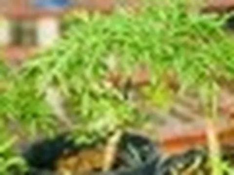 Lợi ích khi trồng cây đinh lăng