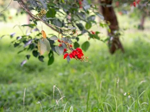Mẹ chồng quá tốt khiến tôi cảm thấy ngột ngạt