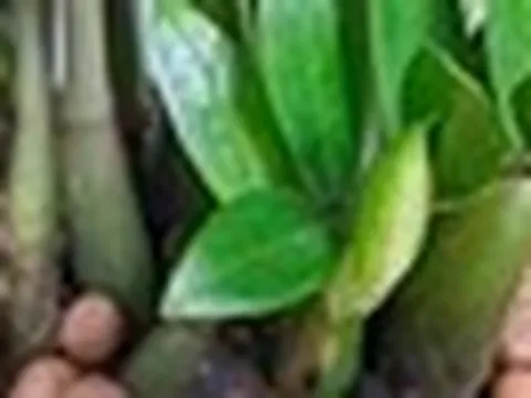 Cây nên trồng trước nhà tháng 6: Hút tài lộc, giữ bình an