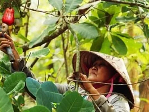 Việt Nam 19 năm dẫn đầu thế giới nhờ một loại hạt quen thuộc, xuất khẩu thu tỷ USD mỗi năm
