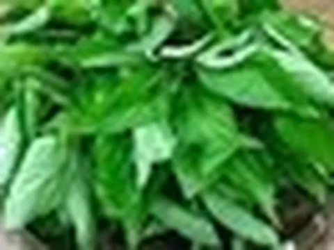 Loại rau bị nhiều người Việt chê, ở Nhật Bản được coi là “nhân sâm xanh”: Mùa hè này nhớ ăn thường xuyên