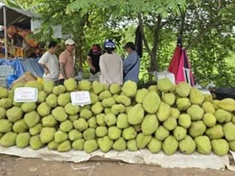 Bài 1: Sầu riêng rớt giá: 'Phép thử' khắc nghiệt với ngành hàng tỷ đô