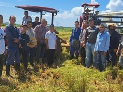 Chuyên gia Việt Nam nói thẳng về 'hạt vàng' nở rộ trên cánh đồng ở Cuba, năng suất tăng vọt gấp 4 lần, người dân thu nhập có cao hơn